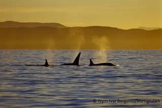 : HR Norwegen, Orca 