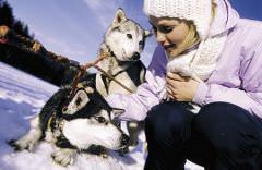 Husky Winter: husky