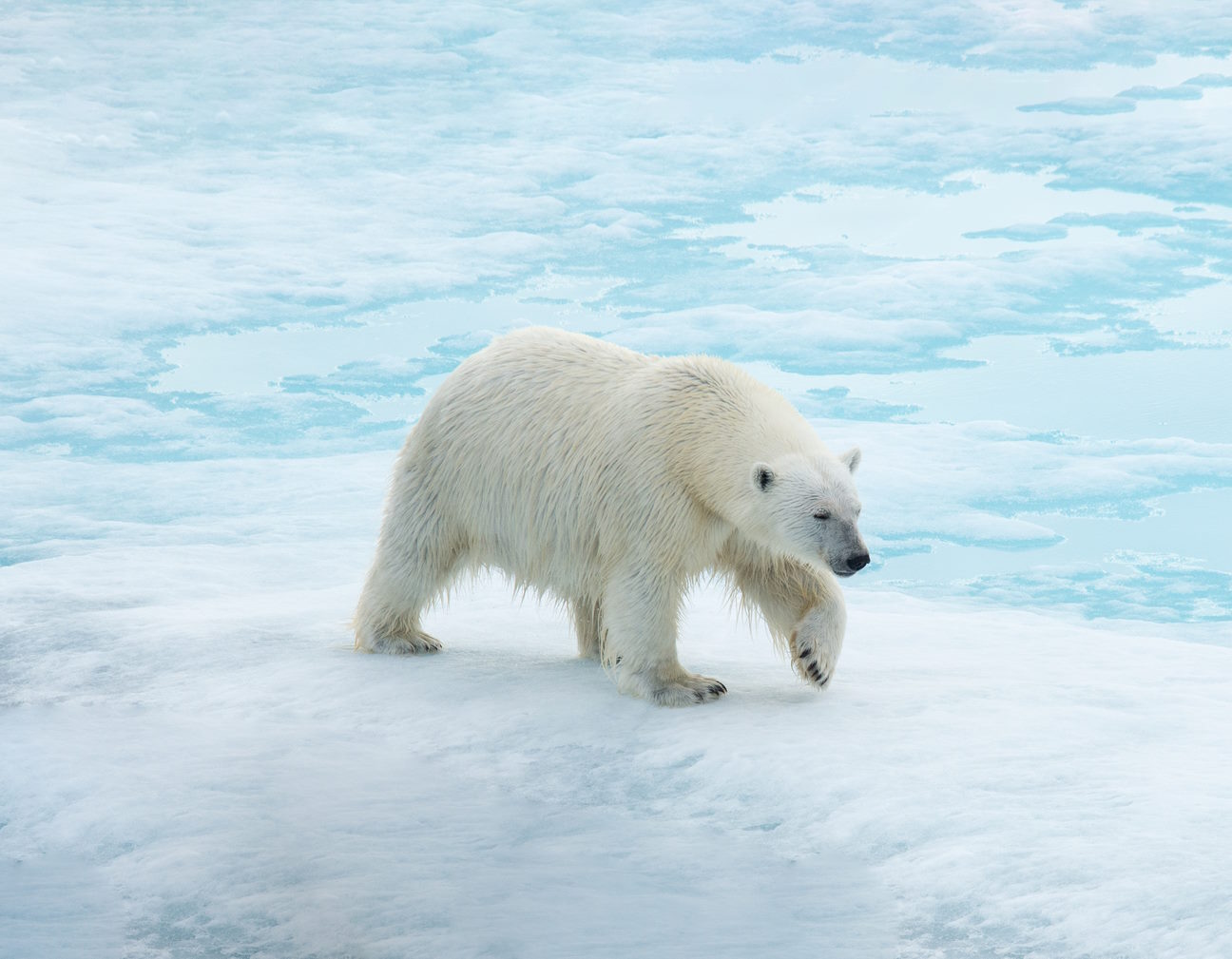 Expeditionen: Eisbaer in Spizbergen