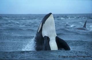 : HR Norwegen, Orca 