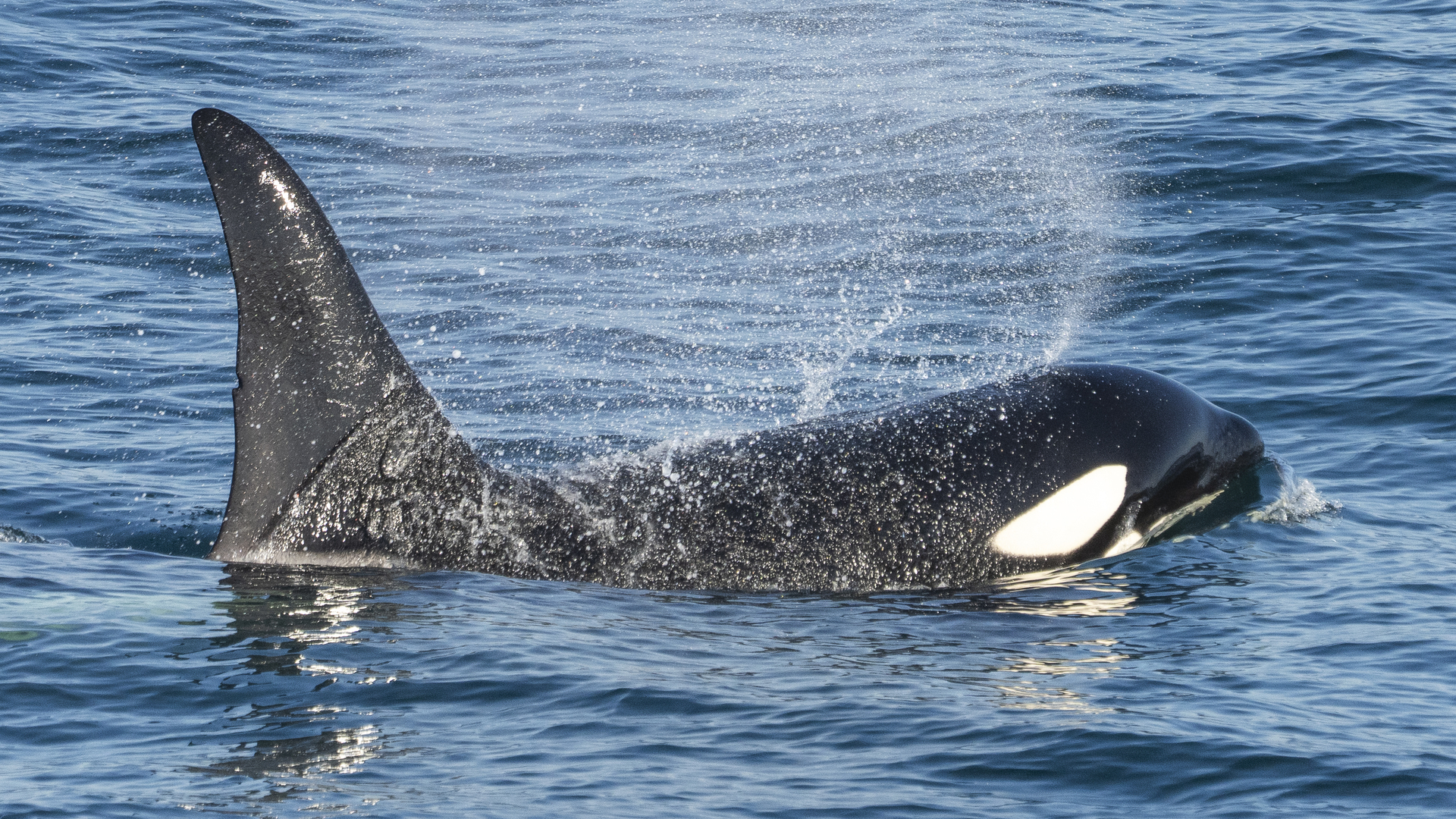 Expeditionen: Iceland Grundarfj r ur Orca HX  Photo Timo Heinz