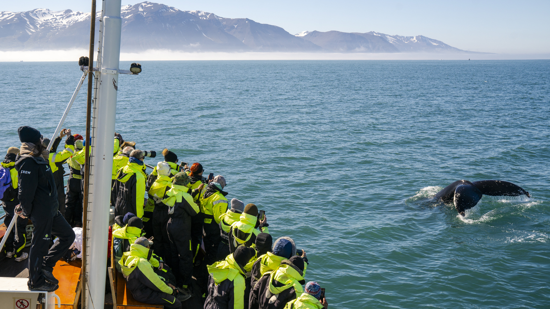 Expeditionen: Iceland H savik Humpback Whale HX  Photo Timo Heinz