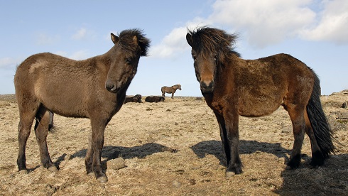 Rundreisen: Icelandic horses 