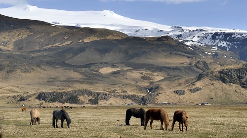 Rundreisen: Icelandic horses 
