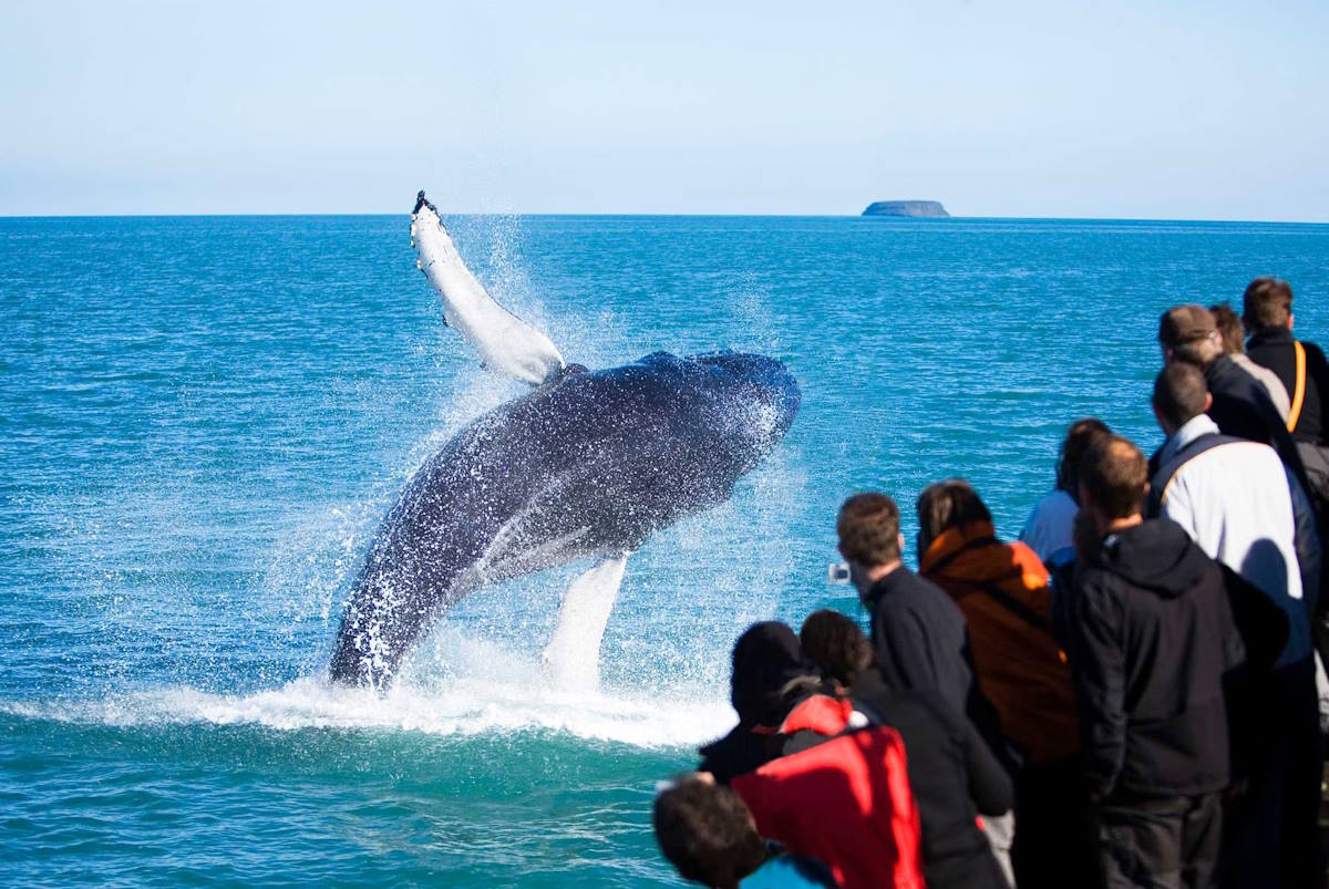Rundreisen: Island Whale Watching  Husavik