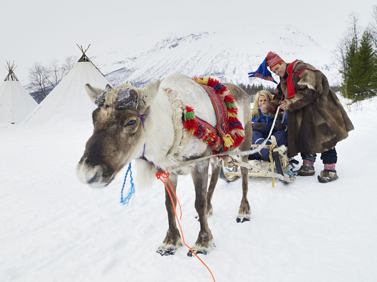 Weihnachten & Silvester: rentiere baard loeken  nordnorge com