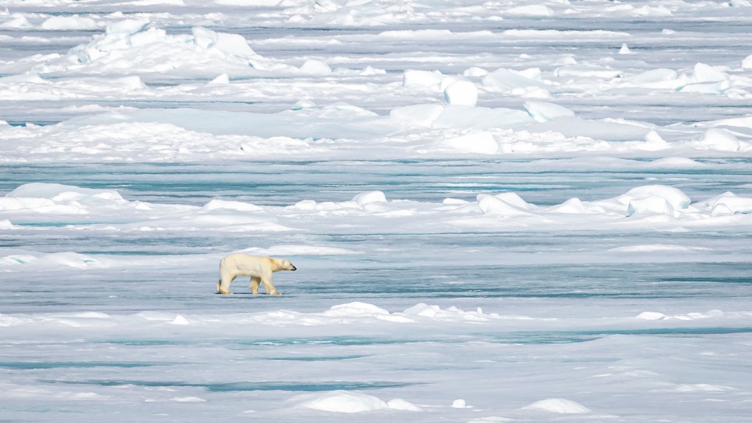 Expeditionen: eisbaer andrea klaussner hurtigruten