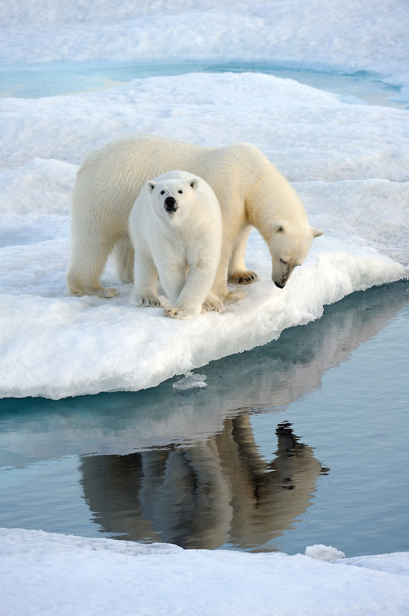 : eisbaer cmagnus elander visitgreenland com