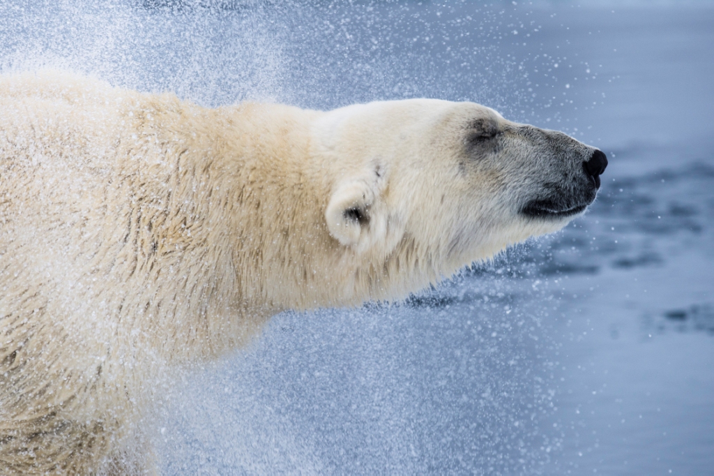 Expeditionen: eisbaer roy mangersnes wildphoto no  nordnorge com