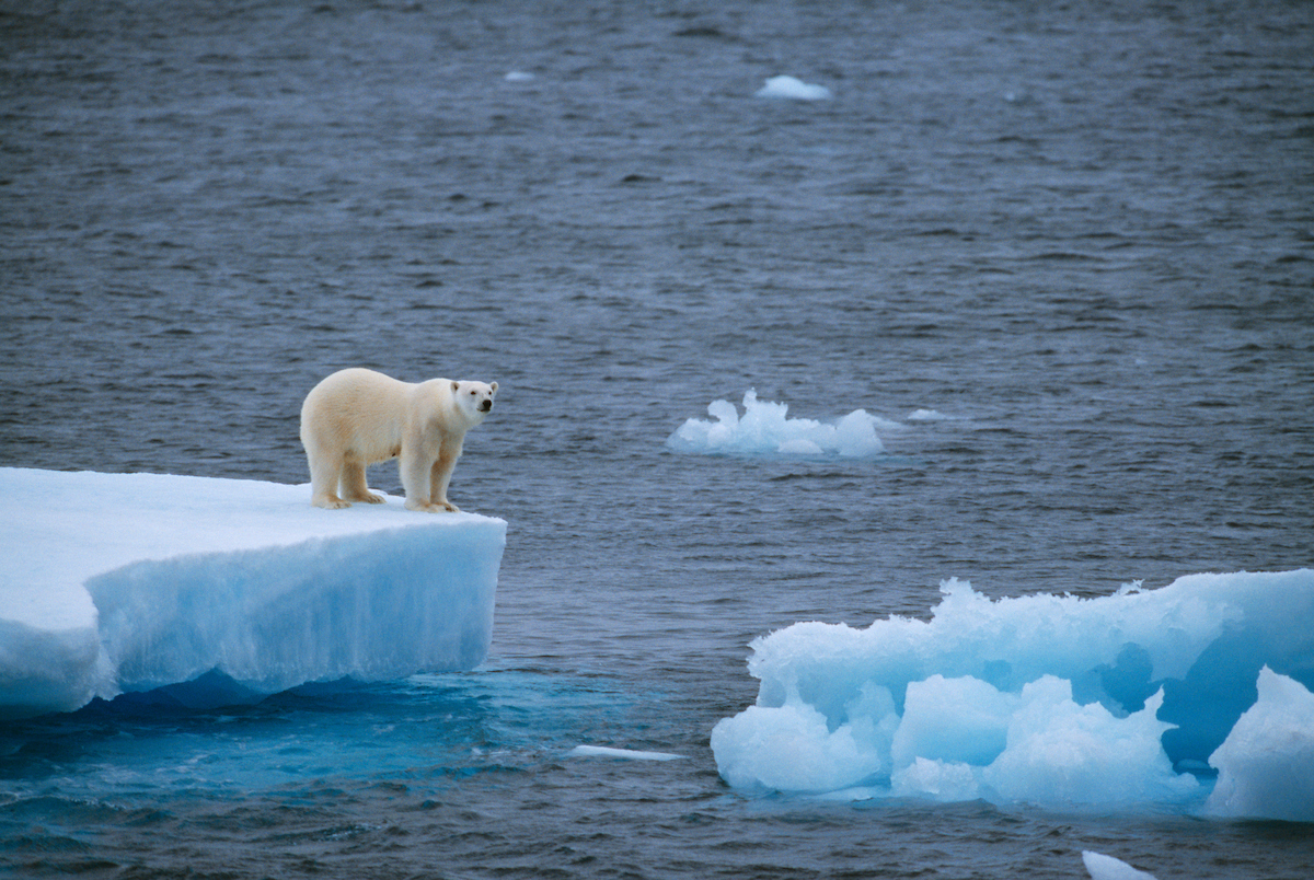 Expeditionen: eisbaer staffan widstrand visitgreenland