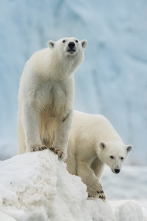 Expeditionen: eisbaeren roy mangersnes wildphoto no  nordnorge com