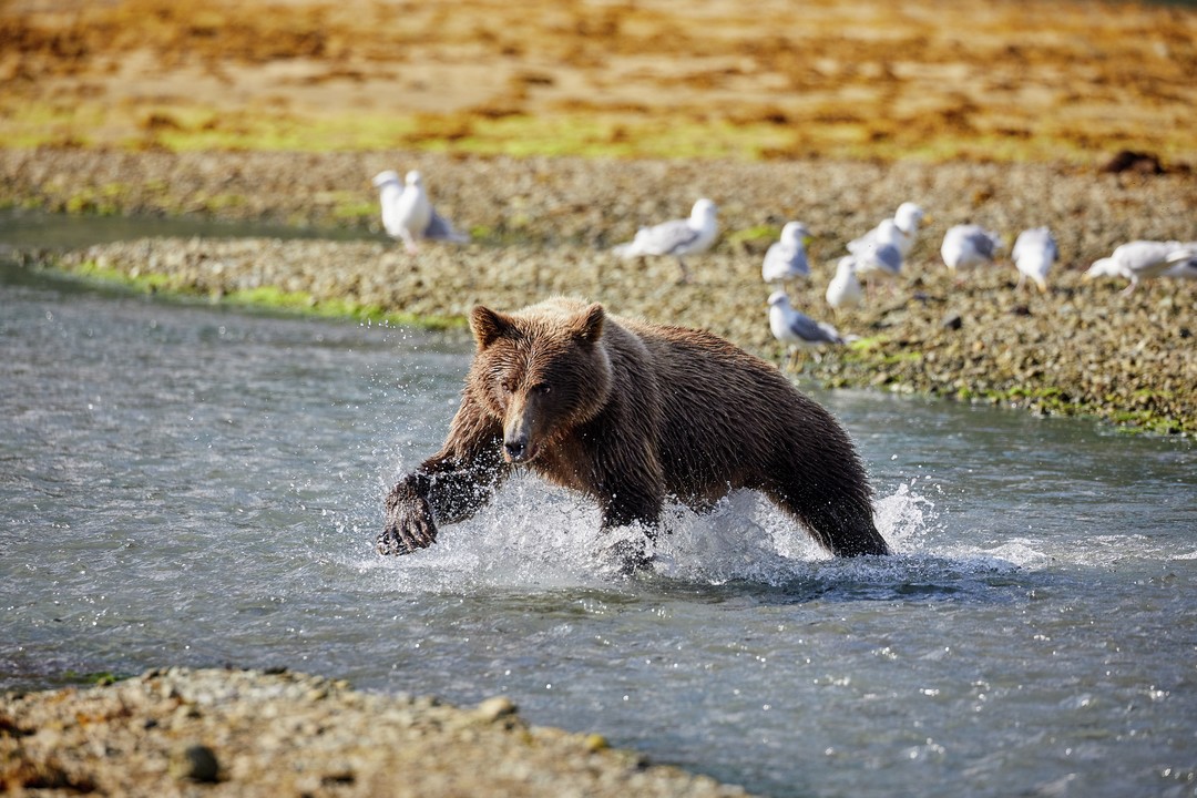 Expeditionen: kodiak baer ashton ray hansen hurtigruten