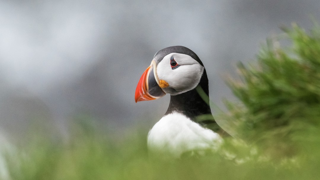 Expeditionen: puffin grimsey ckarsten bidstrup hurtigruten