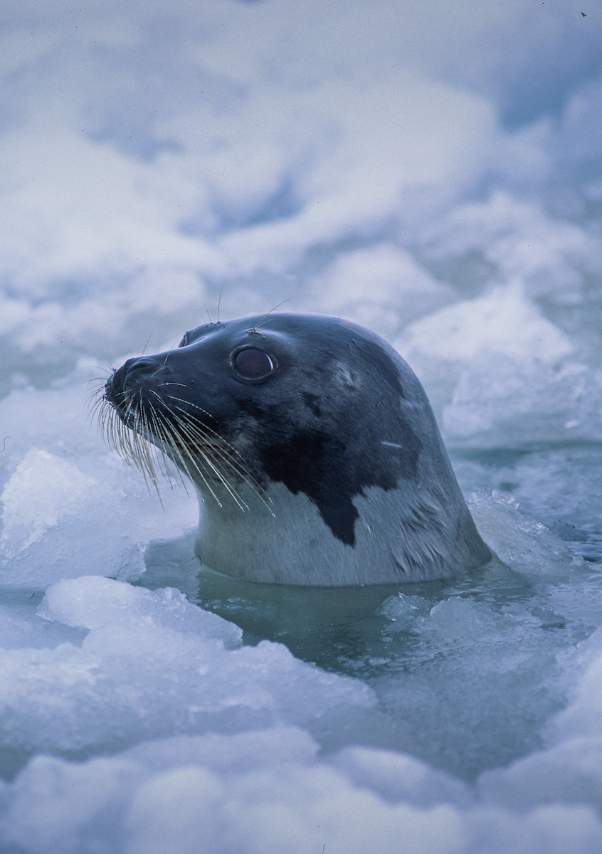 Expeditionen: robbe aqqa rosing asvid visitgreenland com