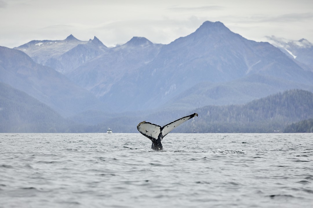 Expeditionen: walbeobachtung ashton ray hansen hurtigruten com