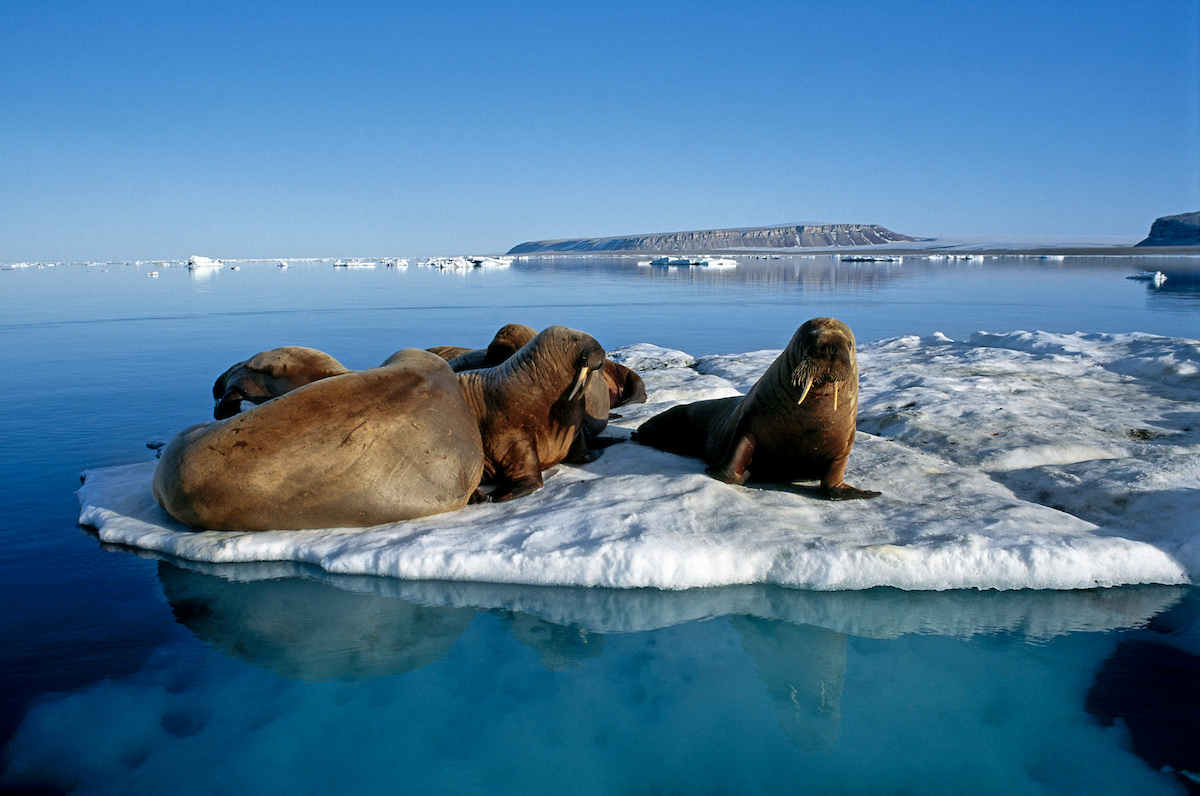 Expeditionen: walross magnus elander visitgreenland