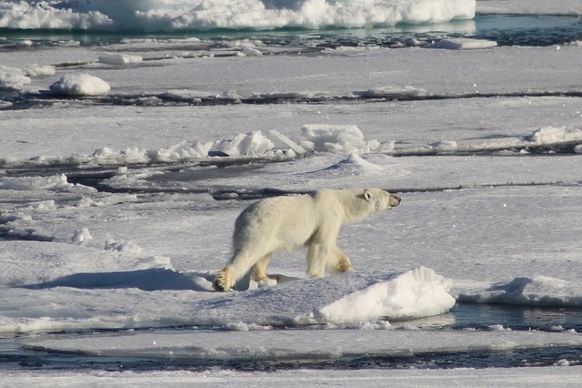 Expeditionen: eisbaer hurtigruten