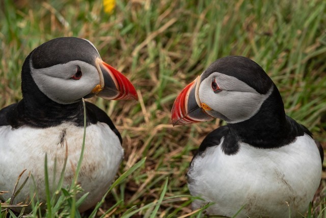 Expeditionen: lundi camille seaman hurtigruten