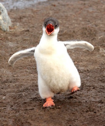 Expeditionen: pinguin antarctica tommy simonsen hurtigruten