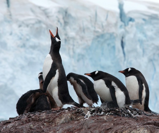 Expeditionen: pinguine tommy simonsen hurtigruten