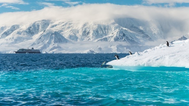 Expeditionen: pinguine ms midnatsol antarktis karsten bidstrup hurtigruten