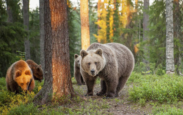 Rundreisen: bears finlandpics visitfinalnd