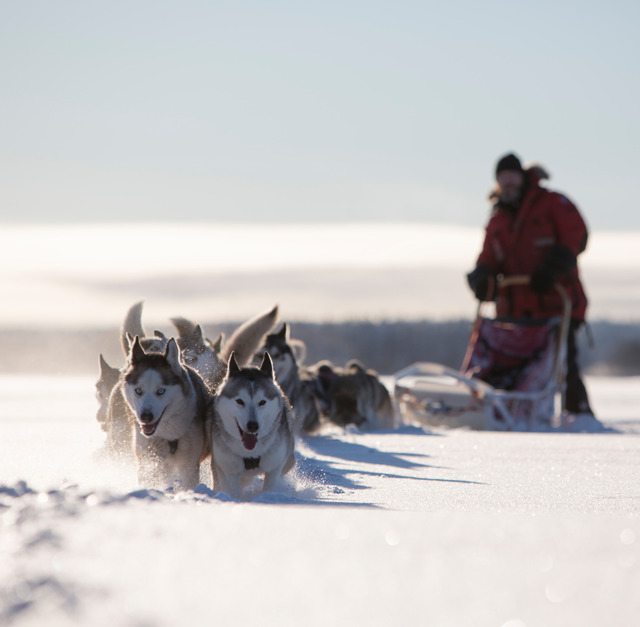 Winter: huskies c fredrik broman imagebank sweden se