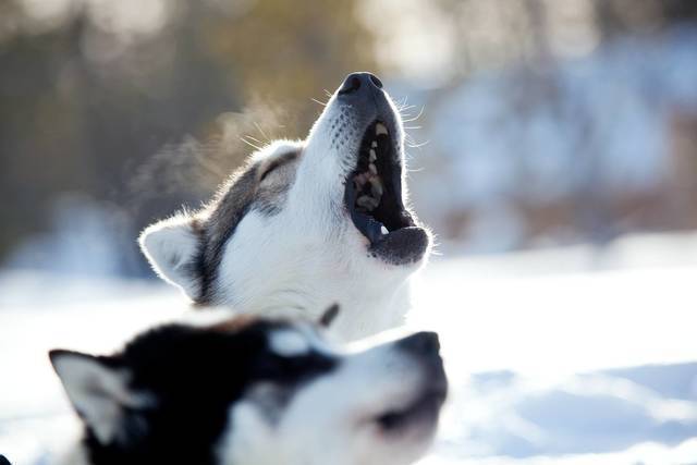 Winter: huskies riku pihlanto 