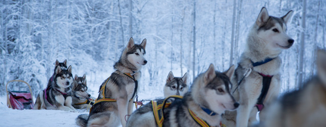 Winter: husky c fredrik broman imagebank sweden se