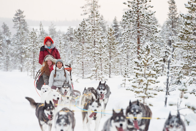 Winter: kiruna huskys anna oehlund imagebank