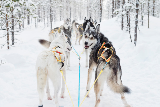 Winter: sleddogs anna oehlund imagebank