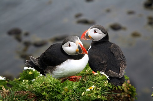 Rundreisen: Puffins