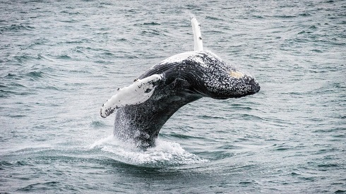 Expeditionen: akureyri island karsten bidstrup hurtigruten