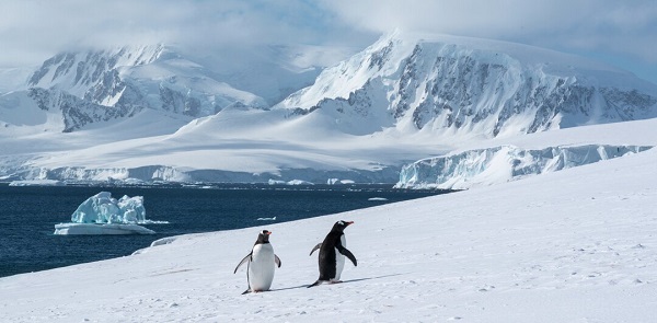 Expeditionen: antarctica yuri matisse choufour hurtigruten