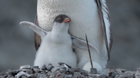 Expeditionen: antarcticapinguin yuri matisse choufour hurtigruten