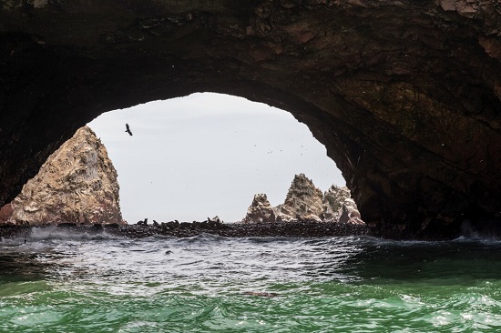 Expeditionen: ballestas islands camille seaman hurtigruten