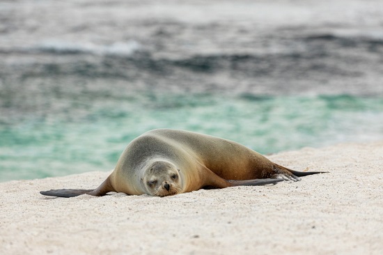 Expeditionen: galapagos ashton ray hansen hurtigruten