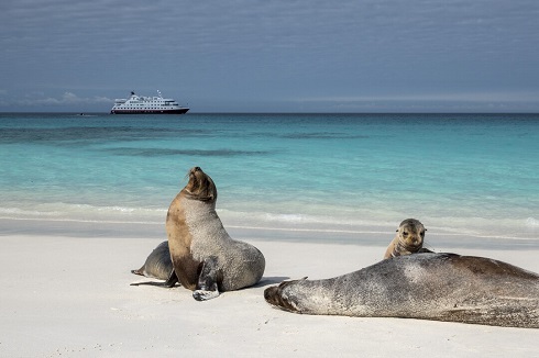 Expeditionen: galapagos robbe andrea Klaussner hurtigruten