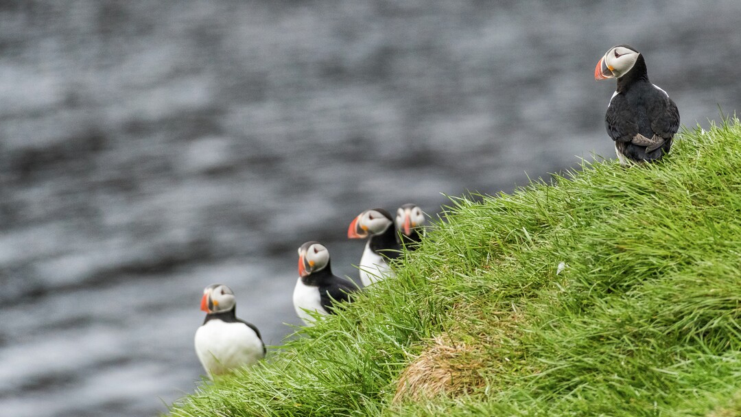 Hurtigruten: grimsey island karsten bidstrup hurtigruten jpg