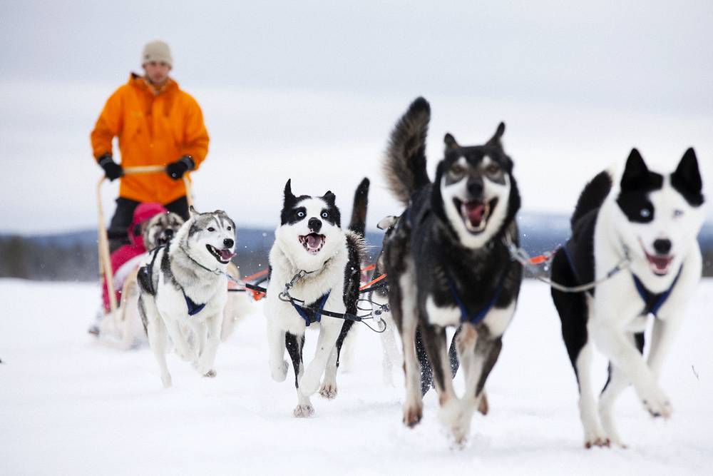 Hurtigruten: huskies mikko ryhaenen 