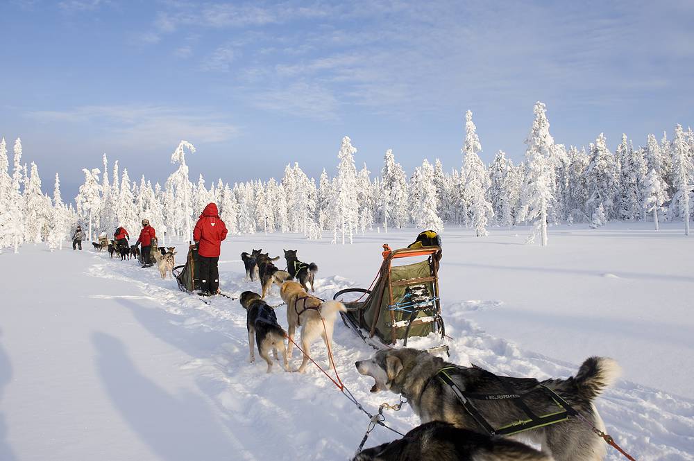 Weihnachten & Silvester: huskies rafael perez 