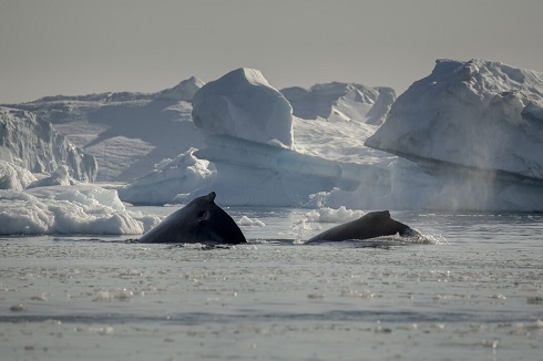 Expeditionen: hvaler mads phil hurtigruten