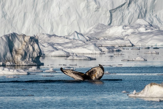 Expeditionen: ilulissat greenland andrea klaussner hurtigruten