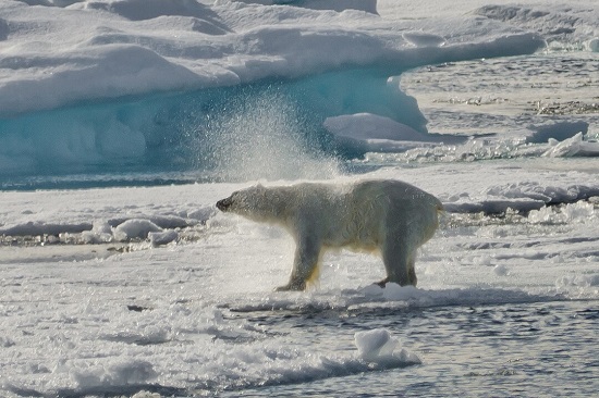 Expeditionen: isbjorn photo competition hurtigruten