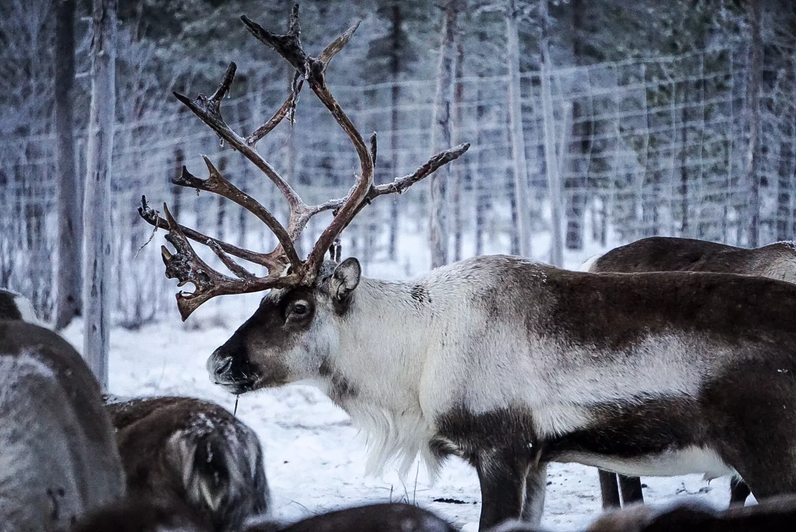Schn&auml;ppchen: langes winterwochenende am polarkreis   rentierfarm