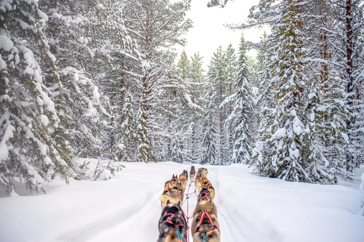 Schn&auml;ppchen: langes winterwochenende am polarkreis huskytour durch verschneiten wald