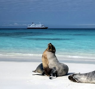 Seelöwen Galapagos © Andrea Klaussner/  Hurtigruten Expeditions
