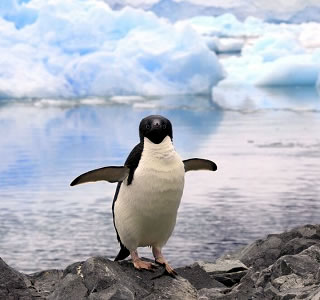 Pinguin Antarktis © Linda Drake / Hurtigruten Expeditions
