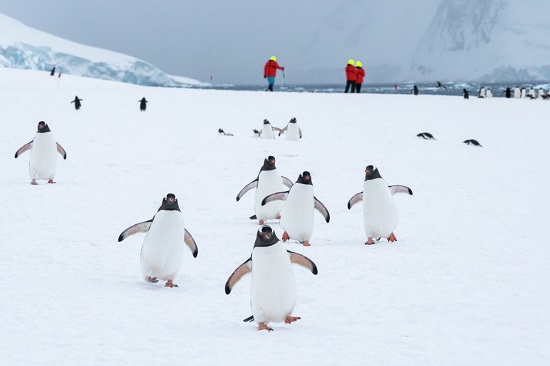 Expeditionen: petermann island yuri matisse choufour hurtigruten