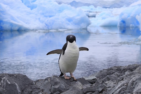 Expeditionen: pinguin antarktis linda drake hurtigruten